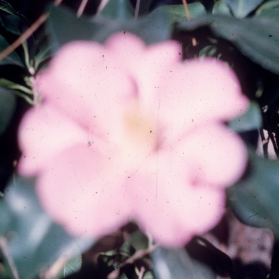 Chalk Pink